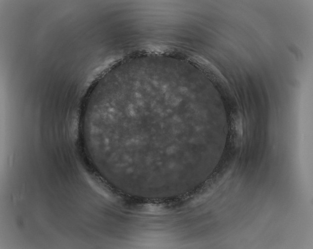 X0000113240496200910081301