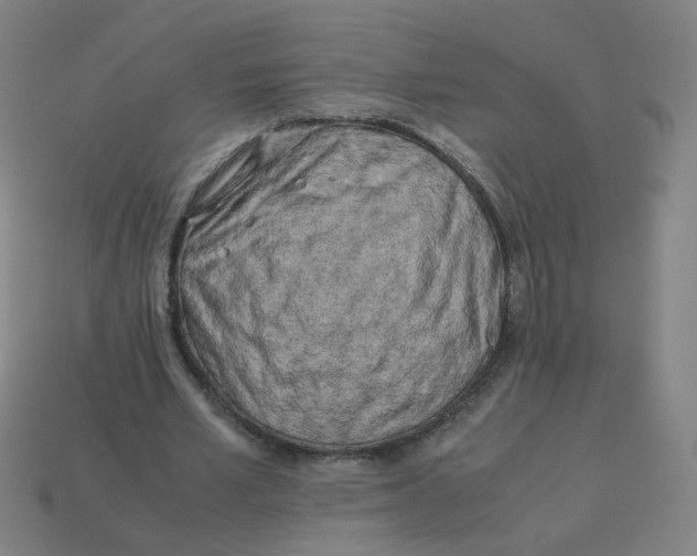 X0000113240581200910081259