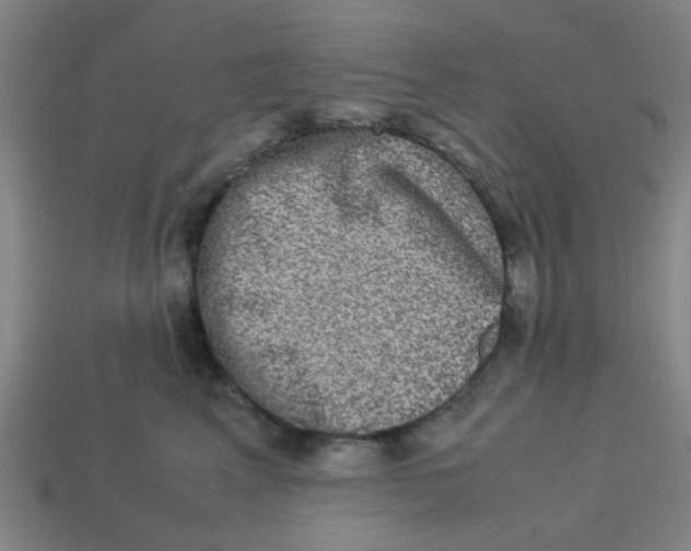 X0000113240617200910081259