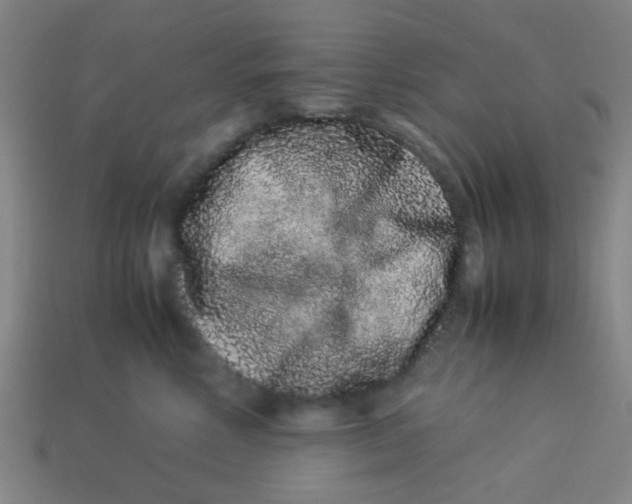 X0000113240618200910081259