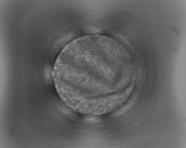 X0000113240624200910081259