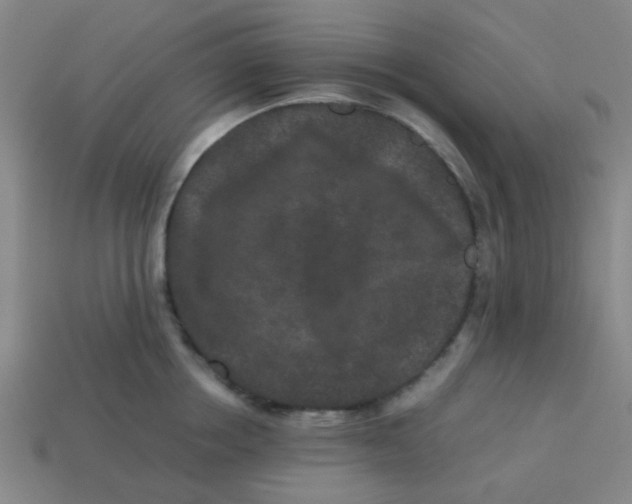 X0000113240858200910081256
