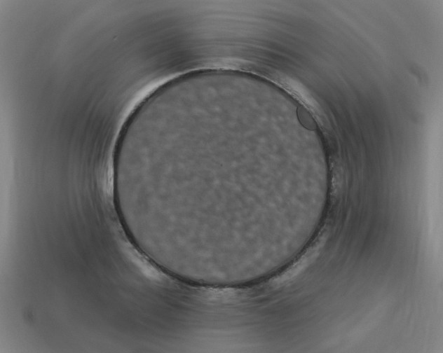 X0000113240940200910081255