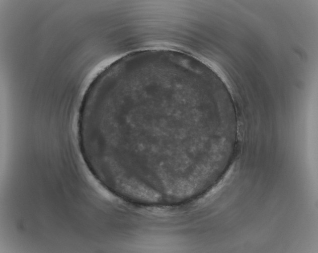 X0000113240995200910081254