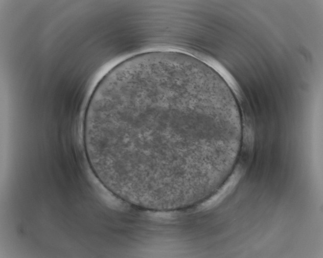 X0000113241004200910081254
