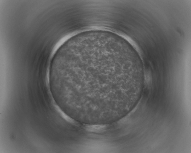 X0000113241294200910081250