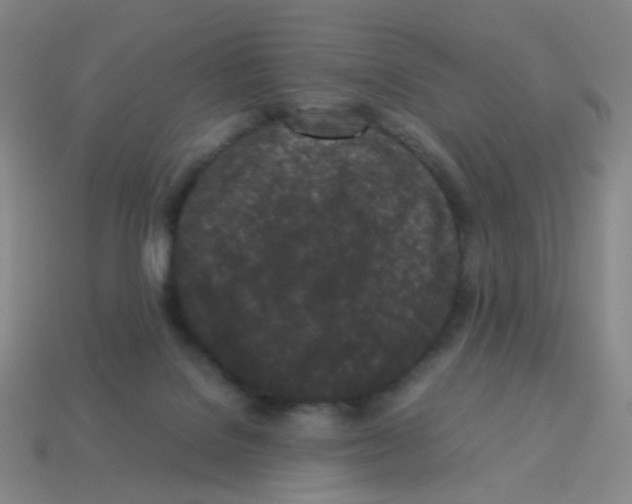 X0000113240076200910221109