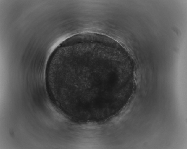 X0000113240196200910221107