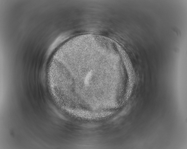 X0000113240198200910221107