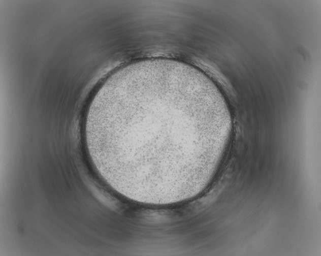X0000113240250200910221106