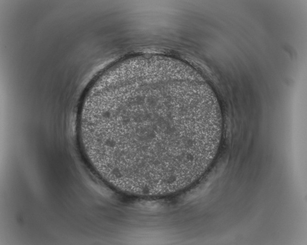 X0000113240299200910221106