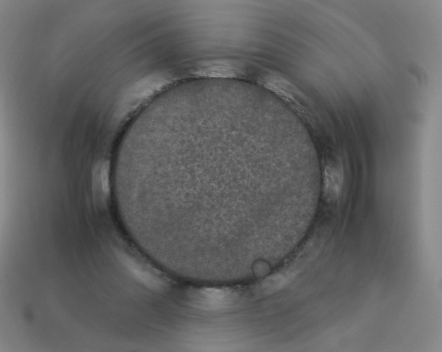 X0000113240302200910221106