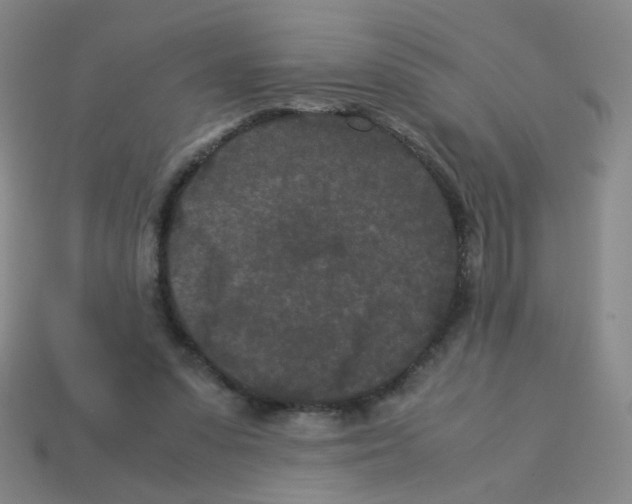 X0000113240303200910221106