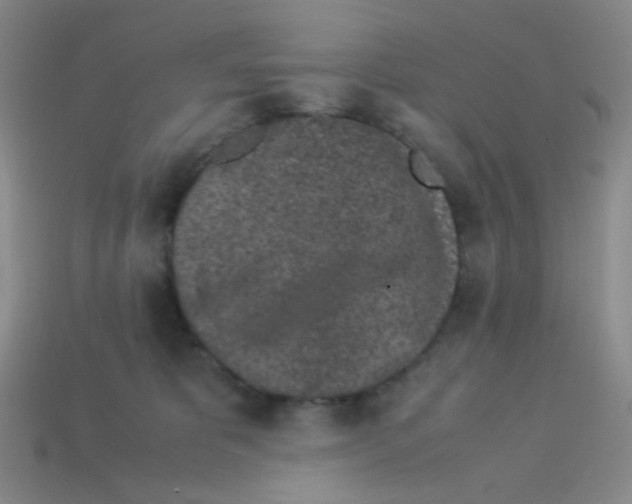 X0000113240325200910221106
