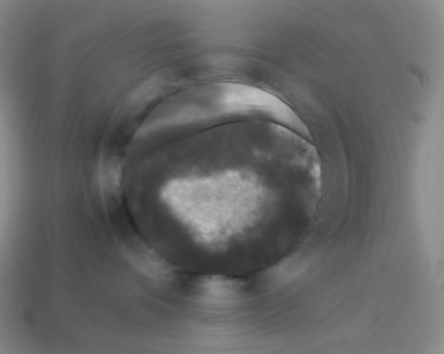 X0000113240336200910221106