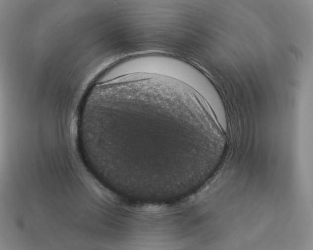 X0000113240350200910221105