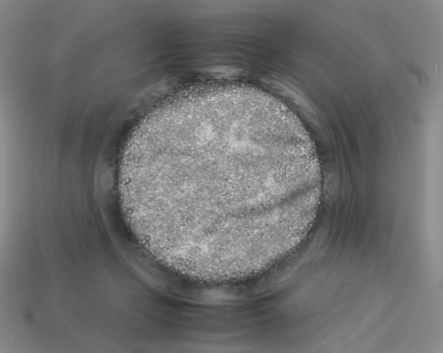 X0000113240365200910221105