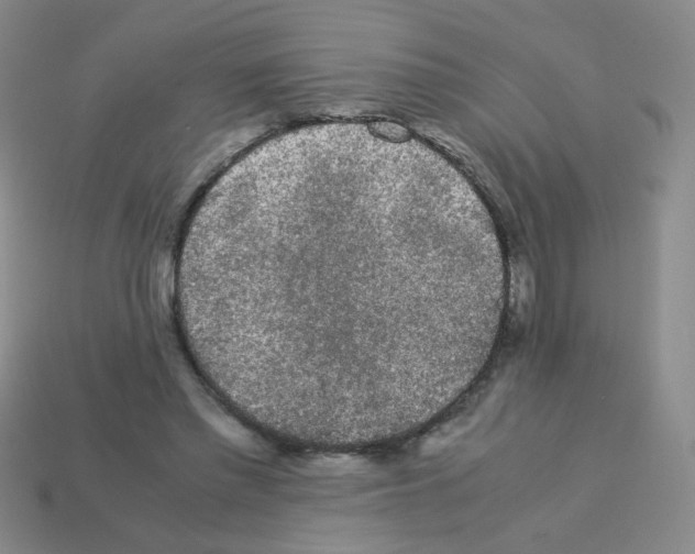 X0000113240397200910221105