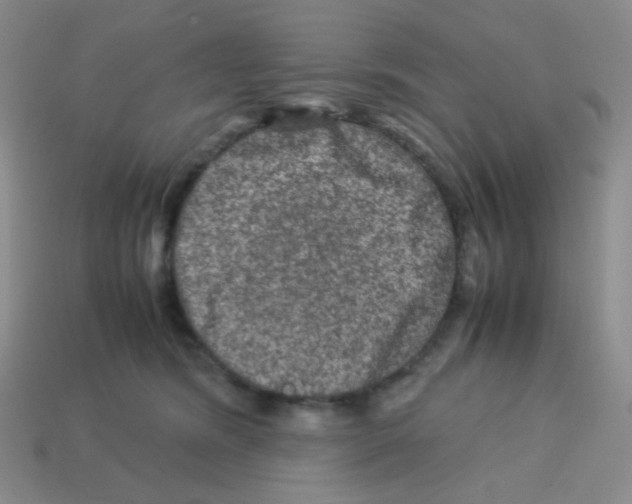 X0000113240420200910221104