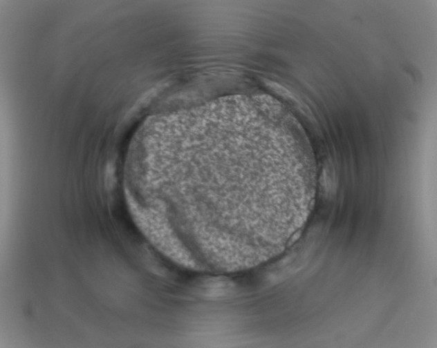 X0000113240424200910221104