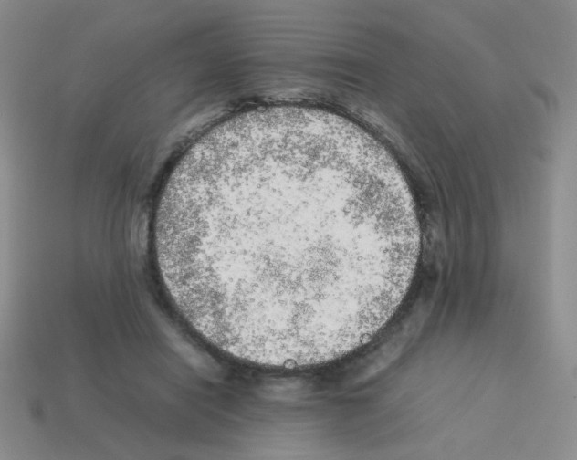 X0000113240454200910221104