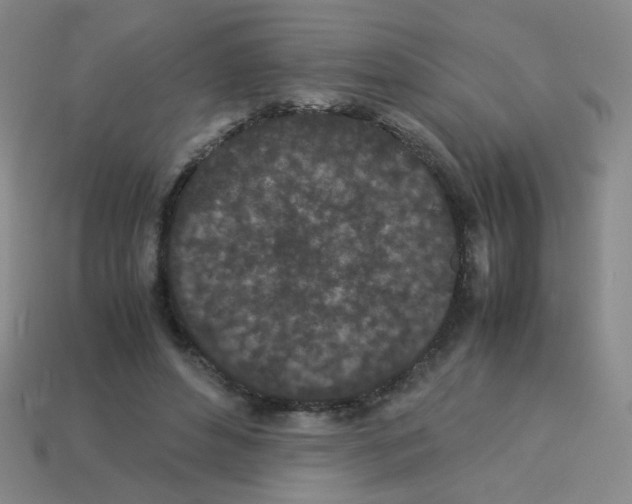 X0000113240496200910221103