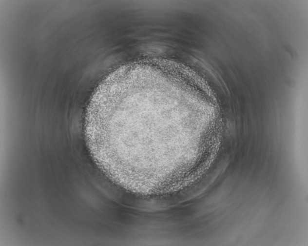 X0000113240561200910221103