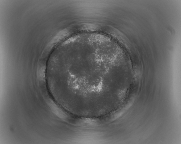 X0000113240585200910221102