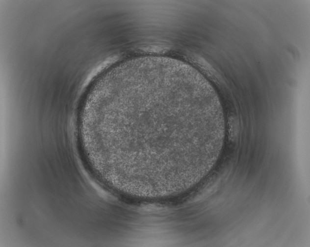 X0000113240634200910221101