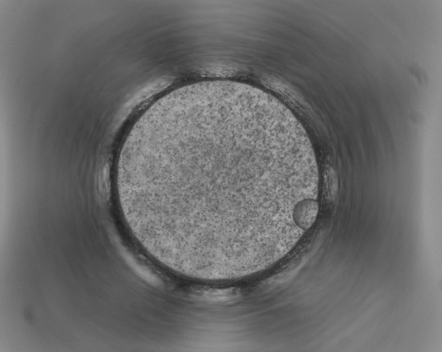 X0000113240638200910221101