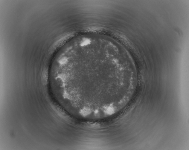 X0000113240640200910221101
