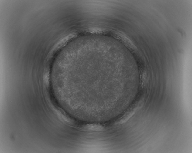 X0000113240644200910221101