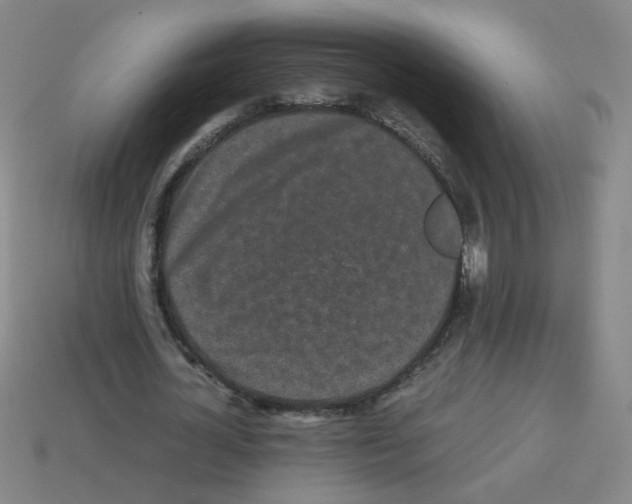 X0000113240724200910221100