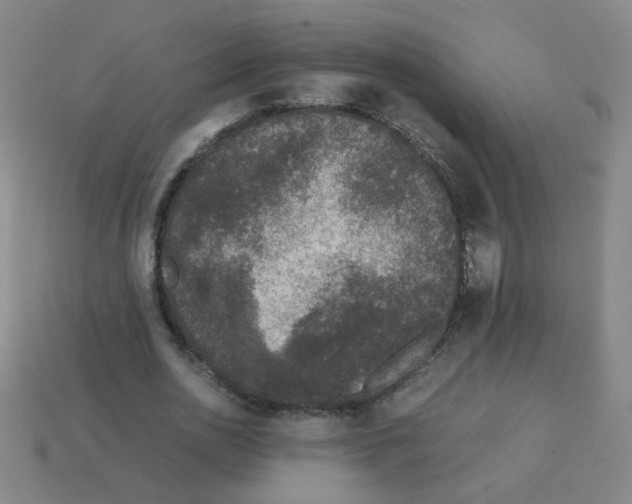 X0000113240726200910221100