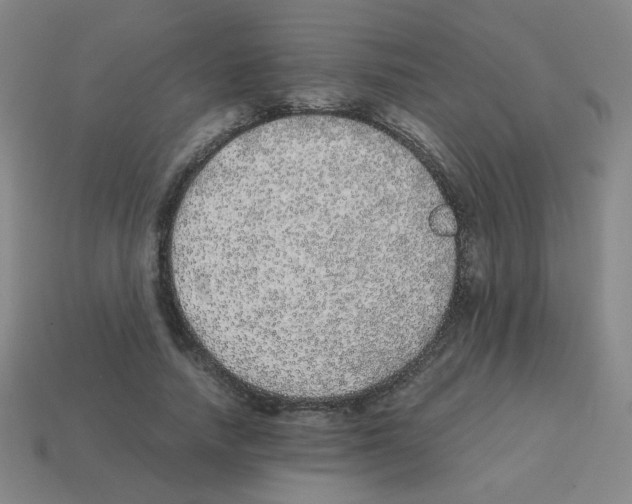 X0000113240738200910221100