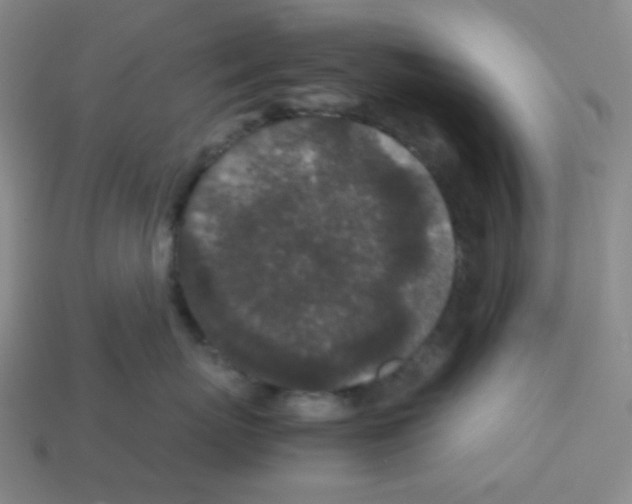 X0000113240767200910221100