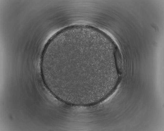 X0000113240783200910221059