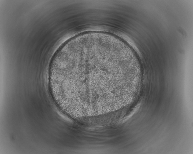 X0000113240837200910221059