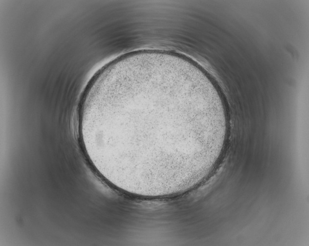 X0000113240838200910221059