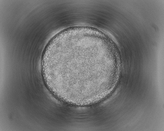 X0000113240839200910221059