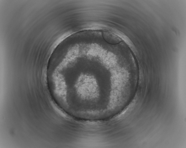 X0000113240850200910221059