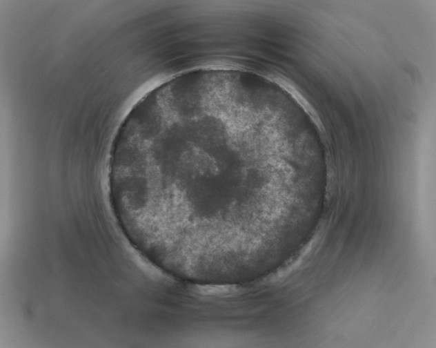 X0000113240853200910221059