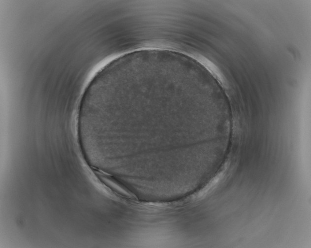 X0000113240854200910221059