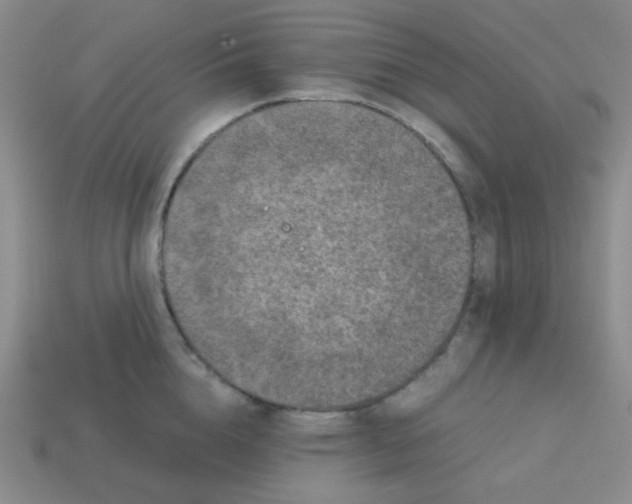 X0000113240856200910221059