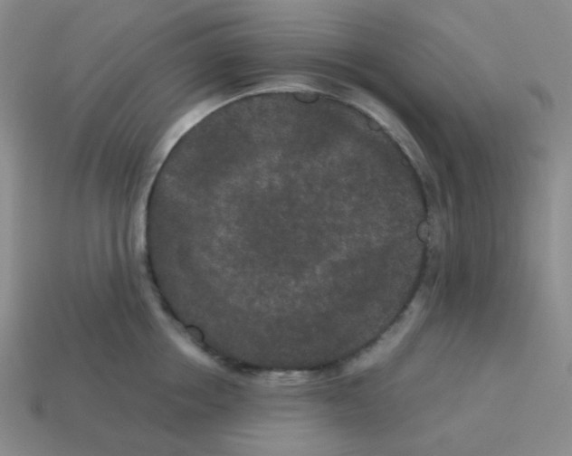X0000113240858200910221059