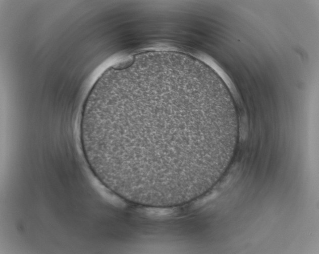 X0000113240861200910221059