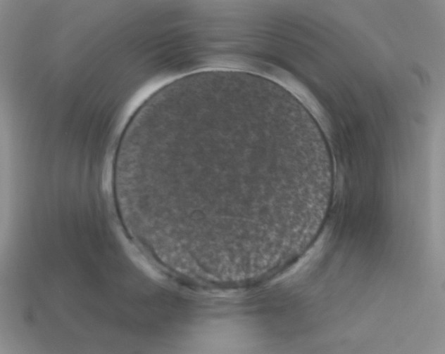 X0000113240862200910221059
