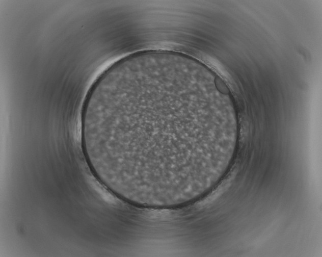 X0000113240940200910221058