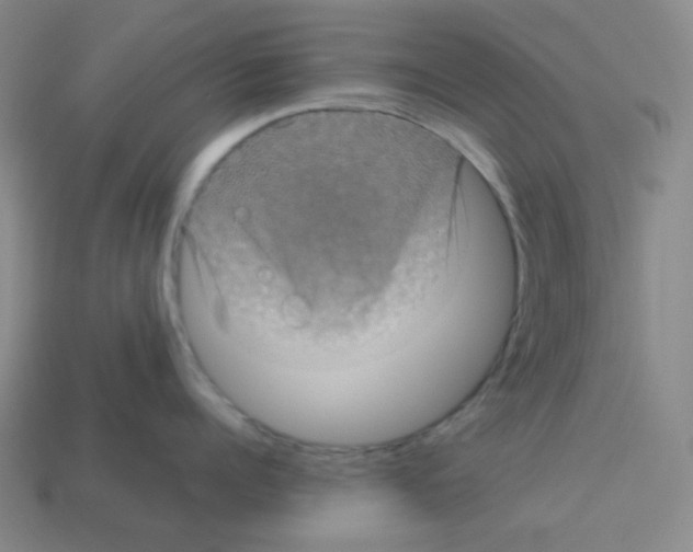 X0000113240960200910221058
