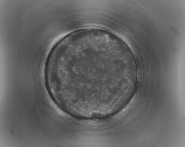 X0000113240995200910221057